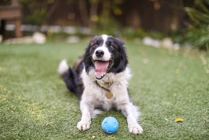 Juguetón retrato de mascota de un perro Border Collie tirado en el césped con bola azul