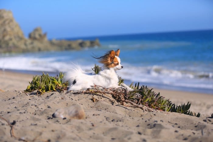Fotografía de mascotas en la playa, pequeño perro marrón y blanco tumbado en la arena con el océano de fondo