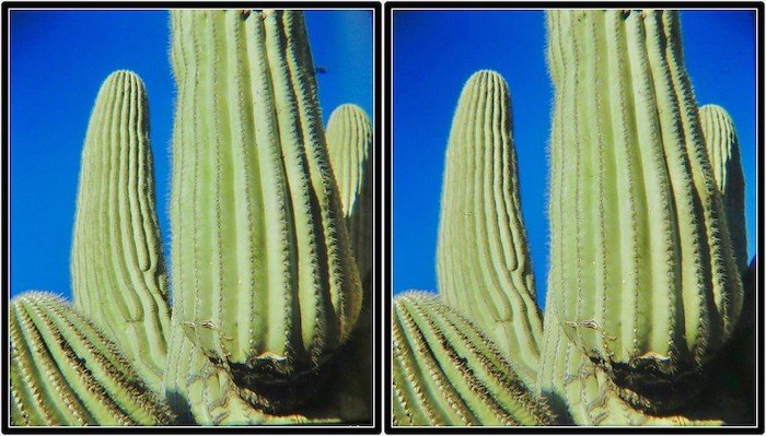 Foto estéreo 3D de cactus verdes.