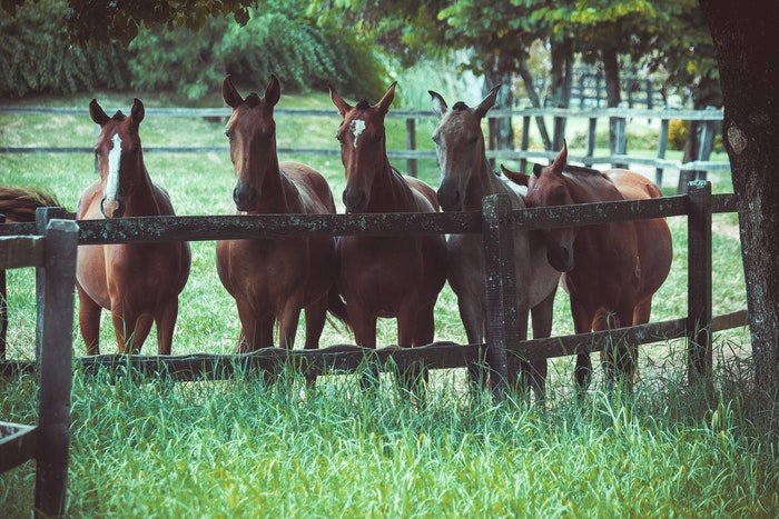 Cinco caballos en un campo