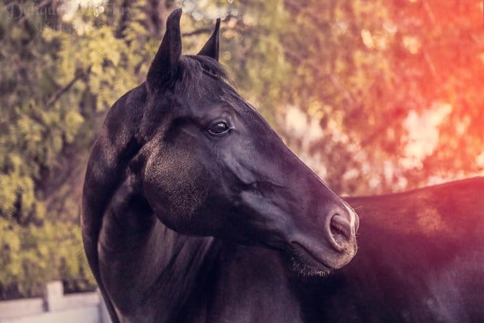 Retrato de ensueño de un caballo marrón