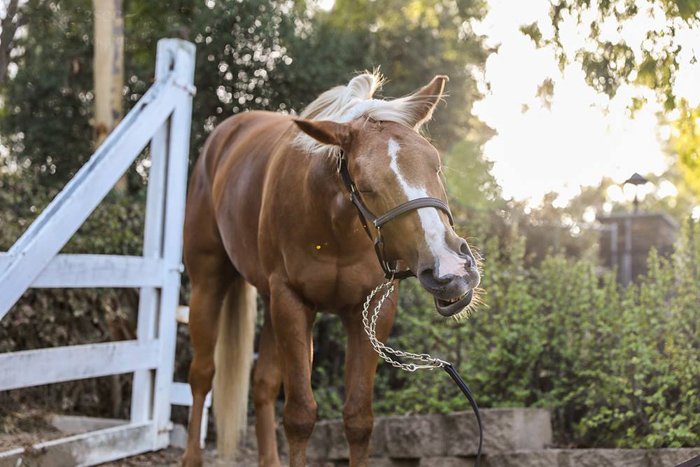 Un caballo marrón y blanco al aire libre.