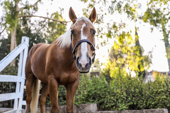 Un caballo marrón y blanco al aire libre.