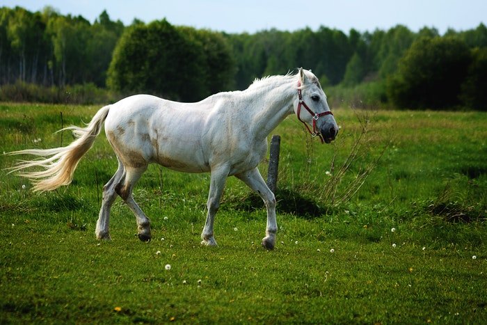 Un caballo blanco corriendo al aire libre.