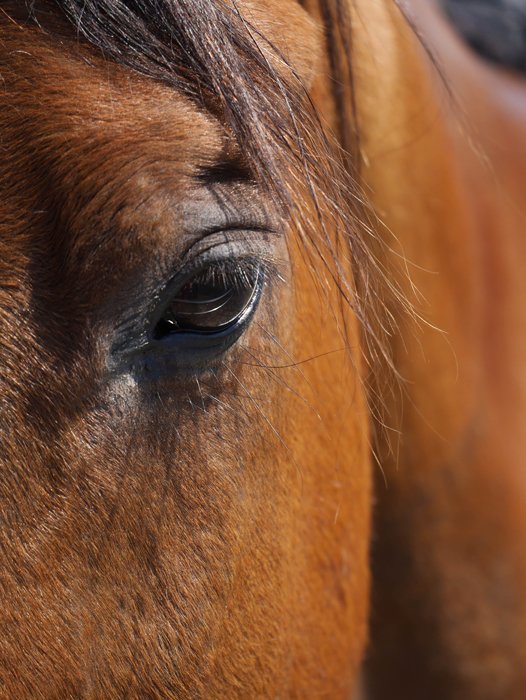 Un primer plano de una cara de caballos marrones se centró en su ojo