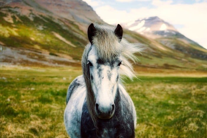 Un caballo blanco y negro al aire libre.