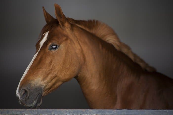 Un retrato de caballo blanco y marrón