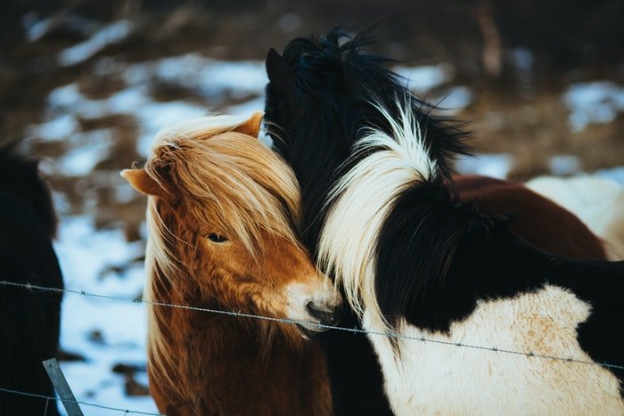 Dos ponis peludos al aire libre