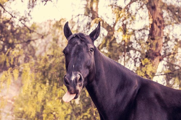 Un caballo negro sacando la lengua