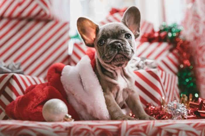 Un cachorro en traje de Navidad.