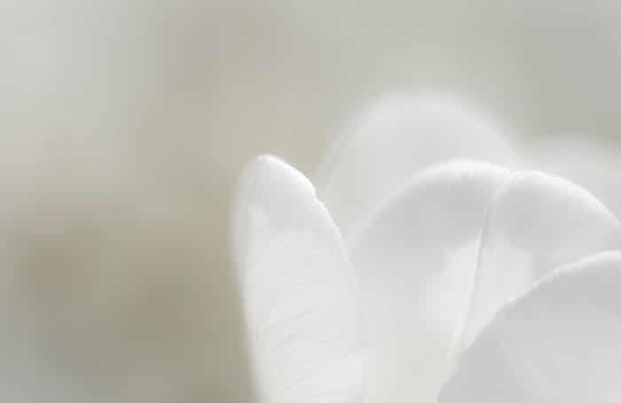 Fotografía de flor abstracta mínima de una flor blanca borrosa sobre fondo blanco.