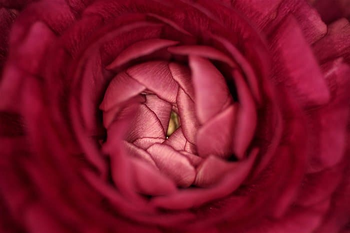 Foto de desenfoque de color rosa colorido abstracto del centro de una flor