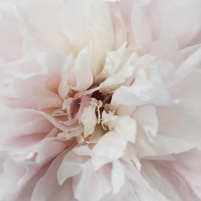Disparo abstracto del centro de una flor blanca y rosa