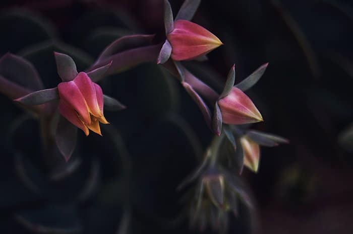 Foto de flor abstracta atmosférica