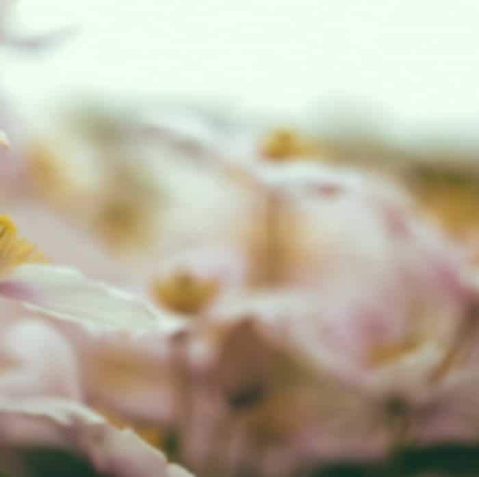 Foto de flor abstracta borrosa