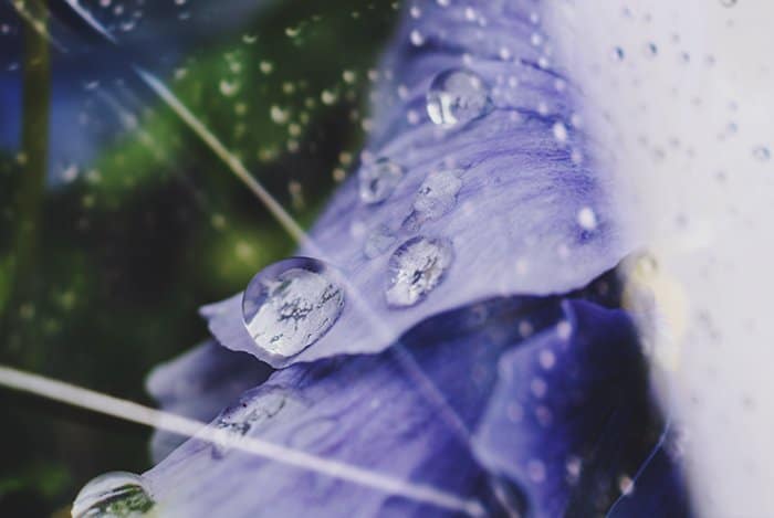 Foto de flor abstracta borrosa de gotas de agua sobre pétalos de color púrpura
