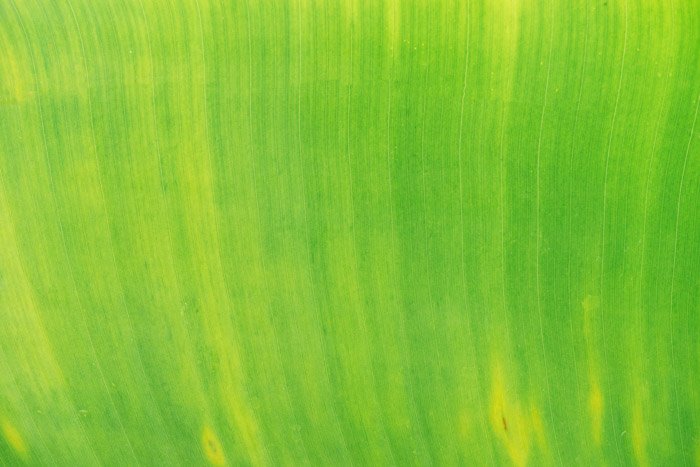 Un disparo de fotografía de naturaleza abstracta verde brillante