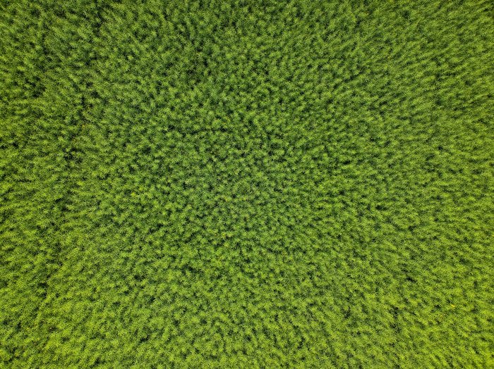 Una foto de naturaleza abstracta de follaje verde tomada con un dron
