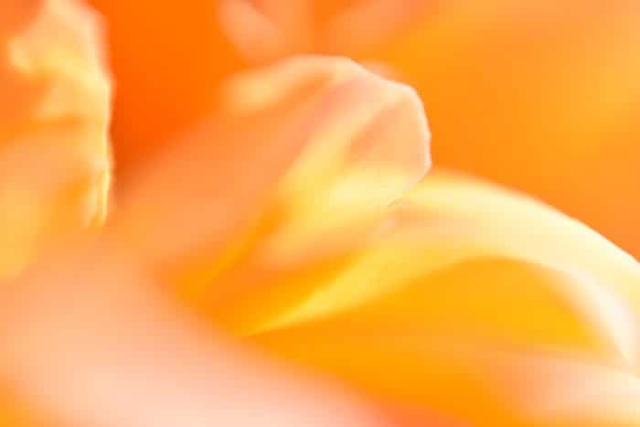 Un detalle de fotografía de naturaleza abstracta de flor naranja y roja