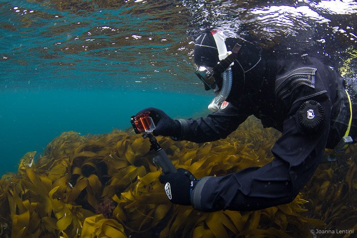 Un fotógrafo submarino que captura imágenes de algas marinas: equipo de fotografía de aventuras