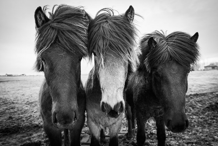 Fotografía en blanco y negro de tres caballos, tomada durante el taller de fotografía de Casey Kiernan en Islandia.