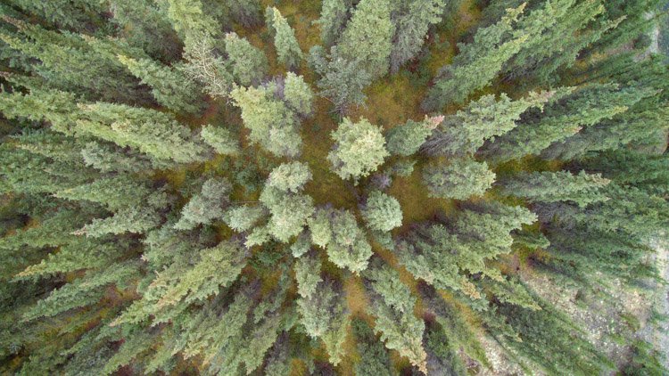 Vista de fotografía aérea de un bosque de árboles verdes tomada por un dron