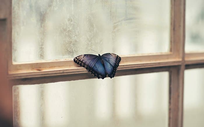 Una mariposa azul descansando sobre el marco de una puerta 