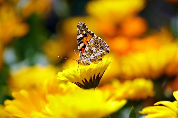 Una mariposa sobre una flor amarilla rodada con colores análogos