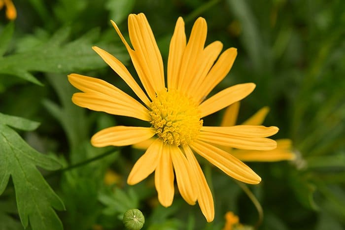 Un primer plano de una flor amarilla entre la hierba - un ejemplo de colores análogos en la naturaleza