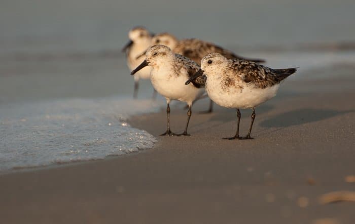 Un grupo de sanderlings caminando por la orilla del mar.