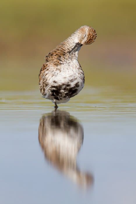 Un ave playera dunlin acicalarse mientras vadea en aguas poco profundas