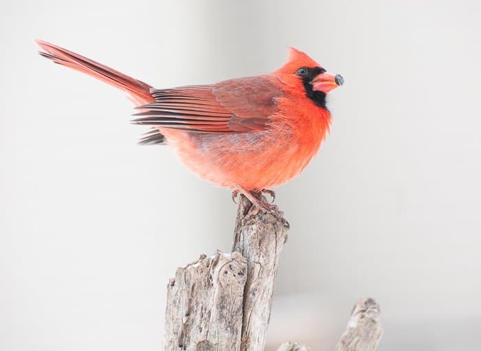 Toma de fotografía de aves de un cardenal norteño posado en una rama