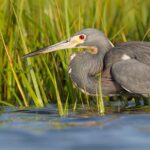 Una garza tricolor demuestra el arte de acechar