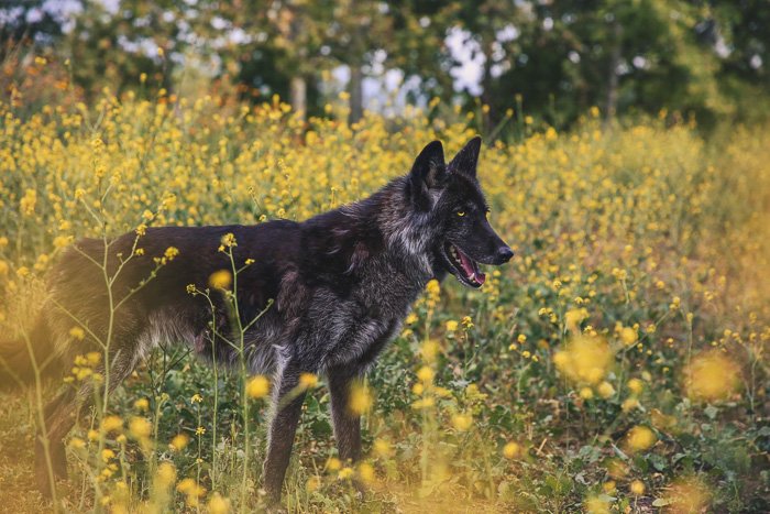 Un retrato de mascota al aire libre de un perro negro en un prado de flores amarillas - apertura para fotografía de mascotas