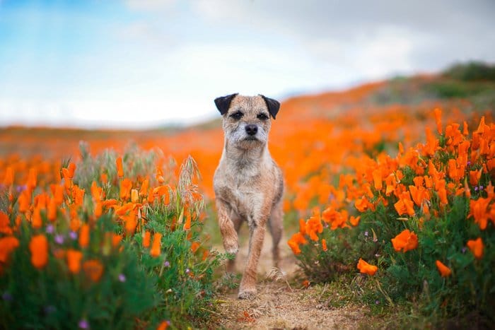 un pequeño pie marrón entre flores silvestres brillantes - apertura de fotografía de mascotas