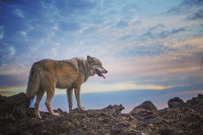 Un perro como un lobo parado en un suelo rocoso - Apertura de fotografía de mascotas