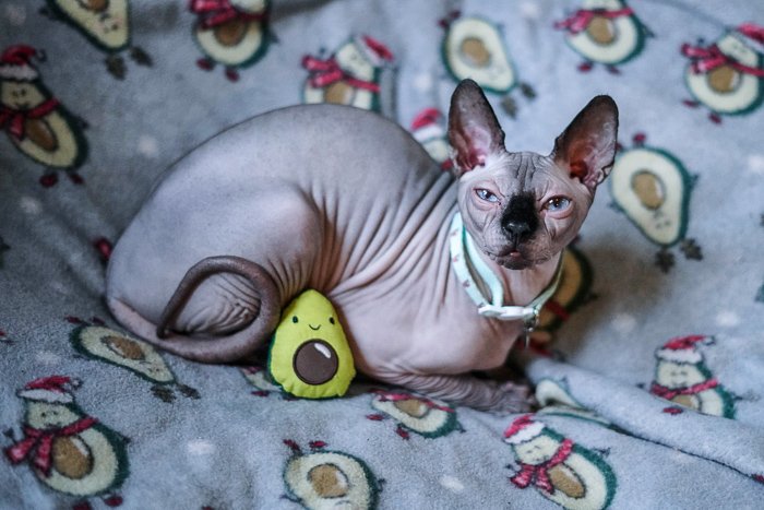 Lindo retrato de un gato Spinx: apertura para fotografía de mascotas