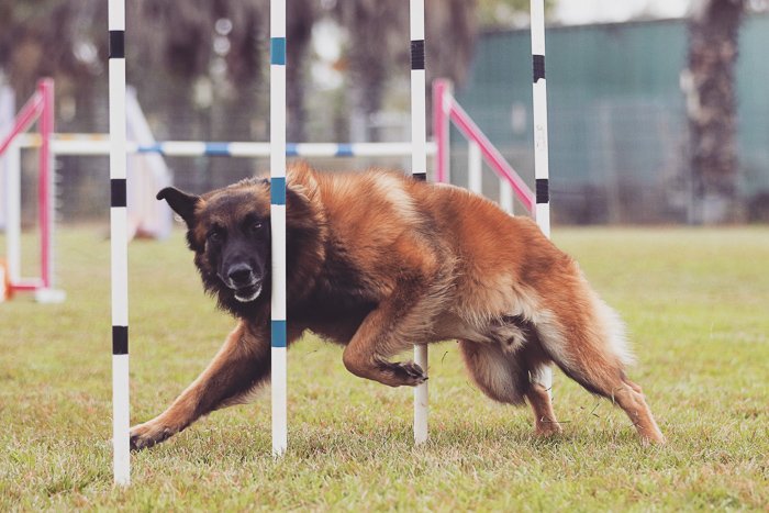 un perro saltando durante un evento de agilidad canina