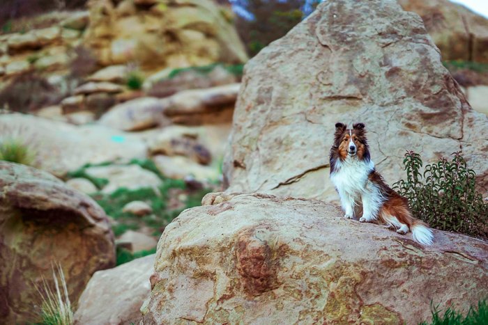 un perro marrón y blanco sentado en una roca - apertura de fotografía de mascotas