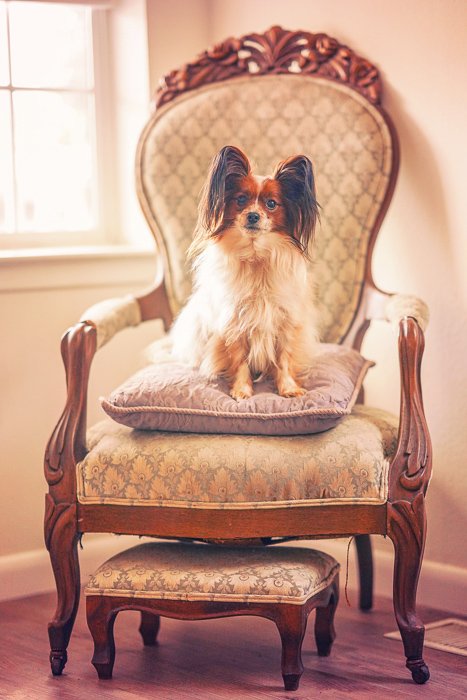 un lindo retrato de mascota de un perro marrón y blanco sentado en una lujosa silla: apertura para fotografía de mascotas