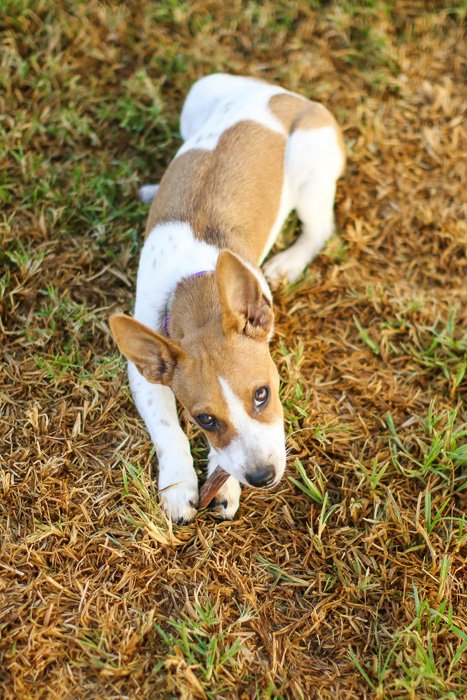 un retrato de mascota al aire libre de un perro marrón y blanco: apertura para fotografía de mascotas