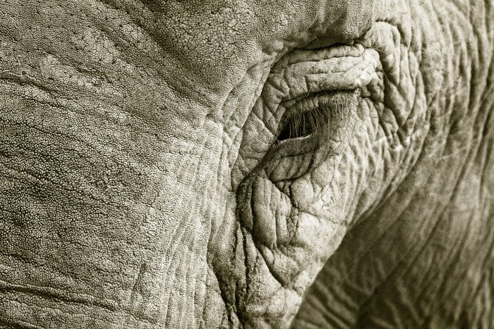 Foto de primer plano en blanco y negro o cara de elefante