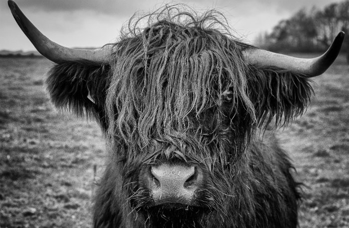 Fotografía en blanco y negro de Scottish Highland Bull mostrando la textura de la piel