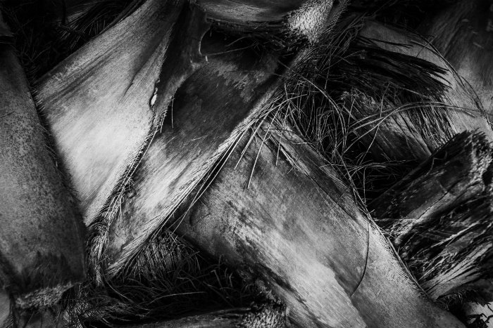 Foto de primer plano en blanco y negro de un tallo de palma que muestra texturas de plantas