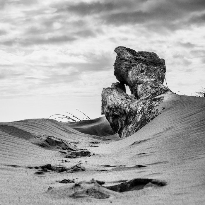 Fotografía en blanco y negro de una duna de arena con madera con textura