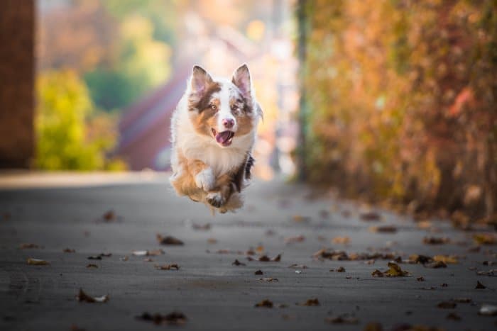 Linda foto de un perro corriendo
