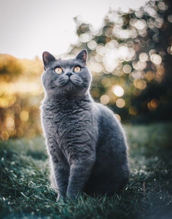 Un gato gris esponjoso al aire libre.