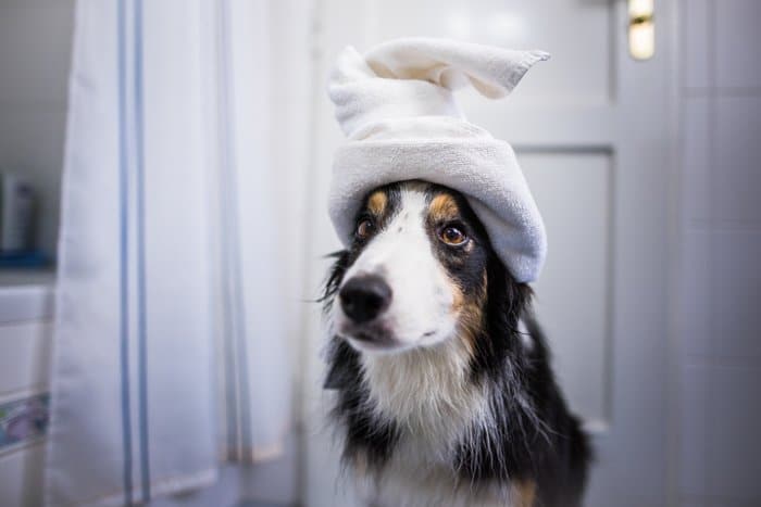 Linda foto de un perro con una toalla en la cabeza.