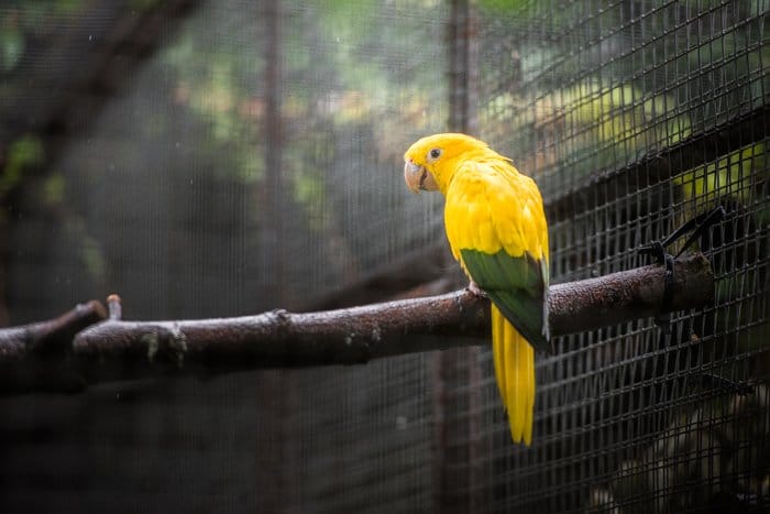 Un pájaro amarillo en una jaula.