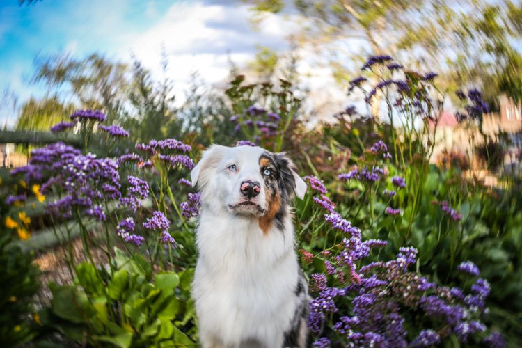Un perro blanco sentado entre flores púrpuras borrosas.